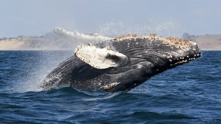 How Barnacles Attach to Whales and Boats