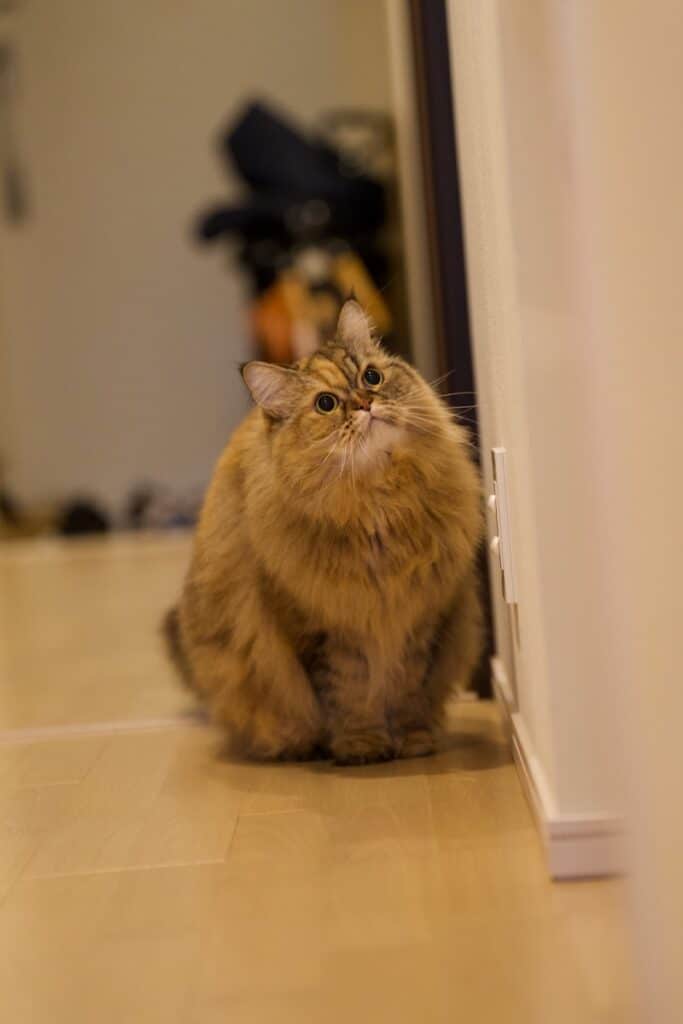 Ragamuffin