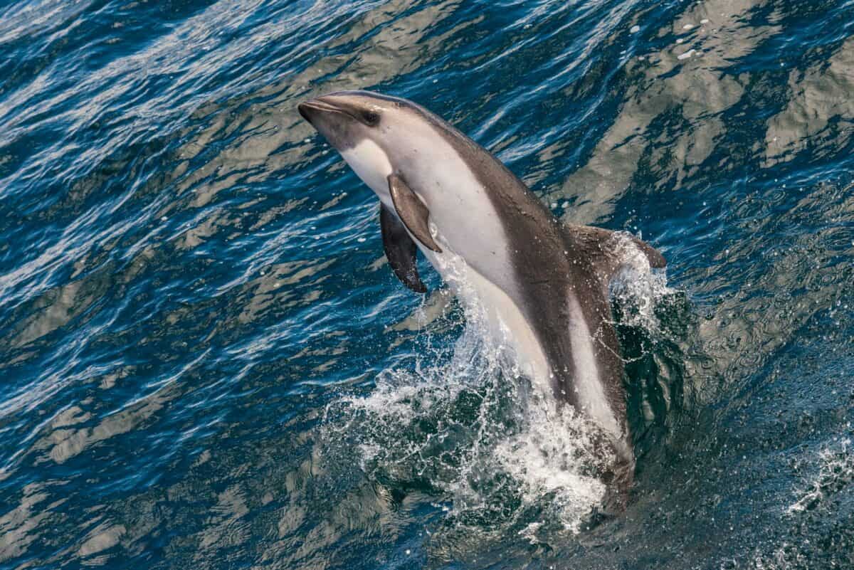 Cetaceans