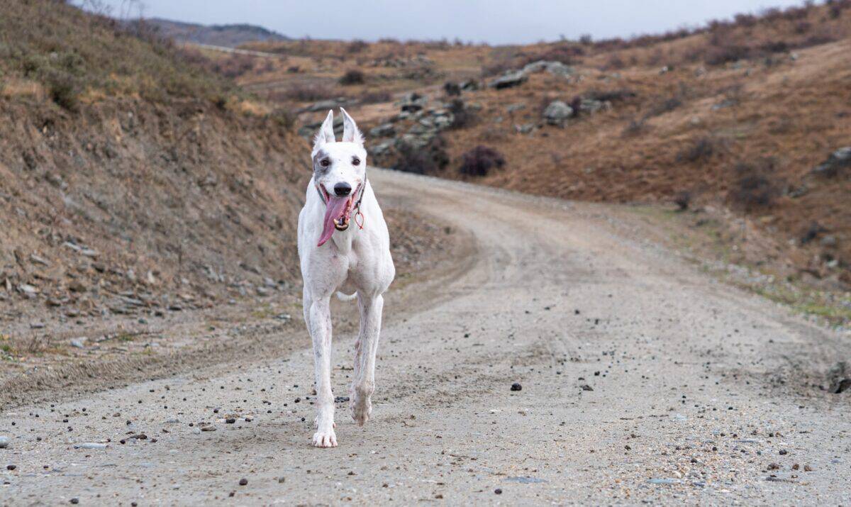 Greyhound in the mountains. 