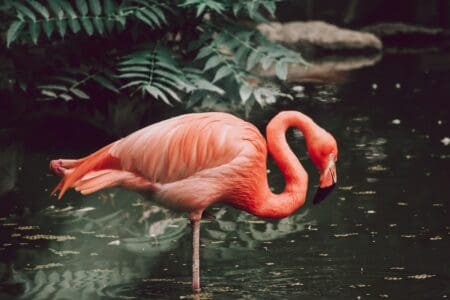13 Birds With Spectacular Courtship Dances