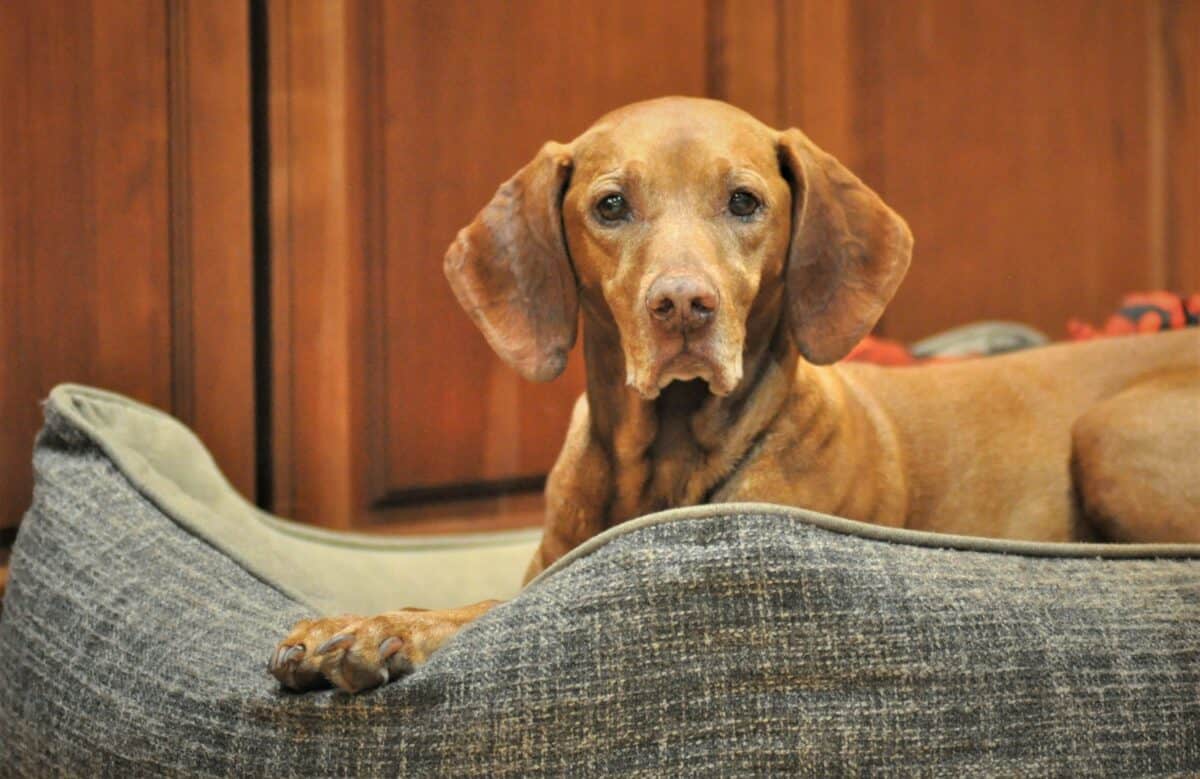 brown short coated dog on gray textile