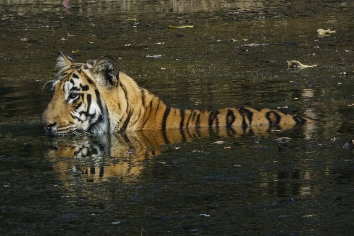 A tiger swimming