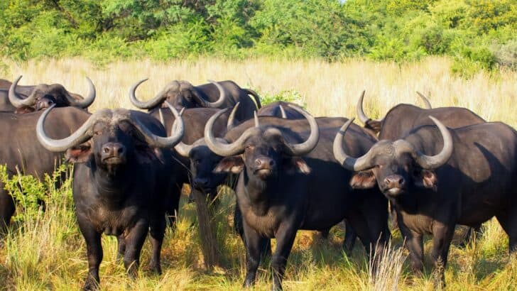 25 Things You Never Knew About the World’s Deadliest Animals