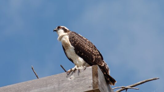 12 Animals That Have Made an Astonishing Comeback in the US