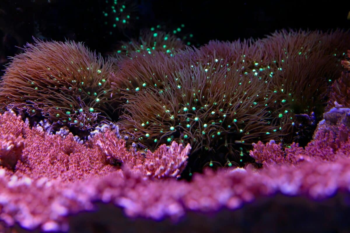 a close up of a sea anemone on a coral