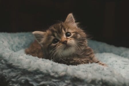 23 Cutest Cat Breeds That Make Great Pets