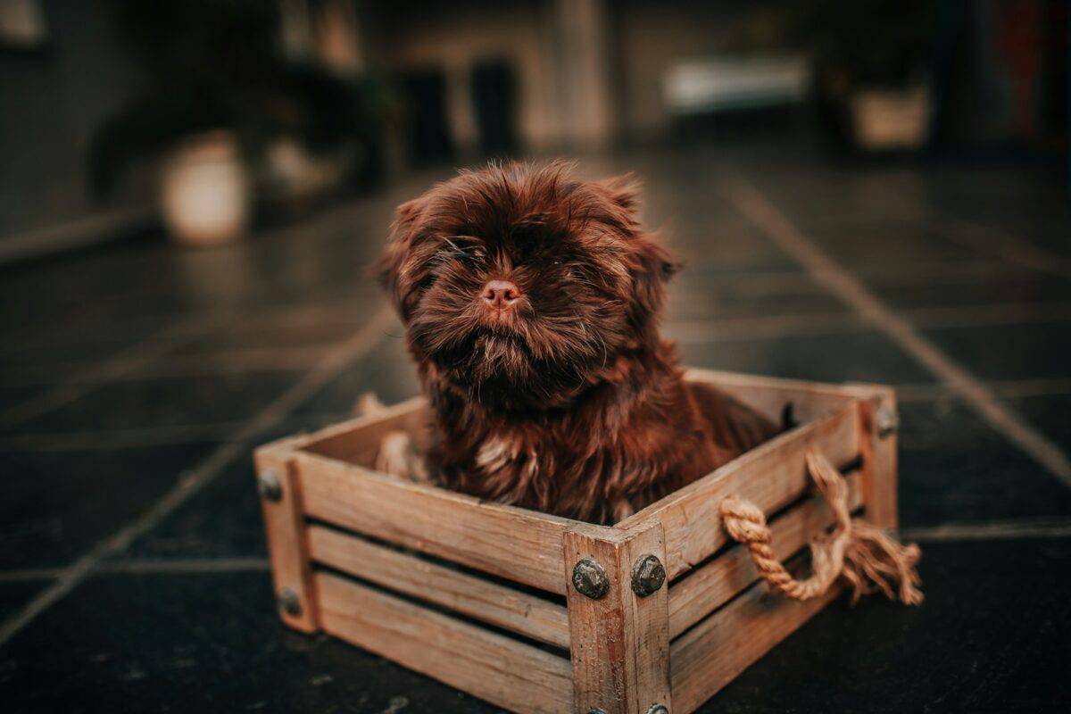 Small dog in a wooden crate