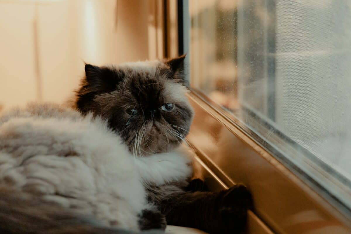 Himalayan Cat