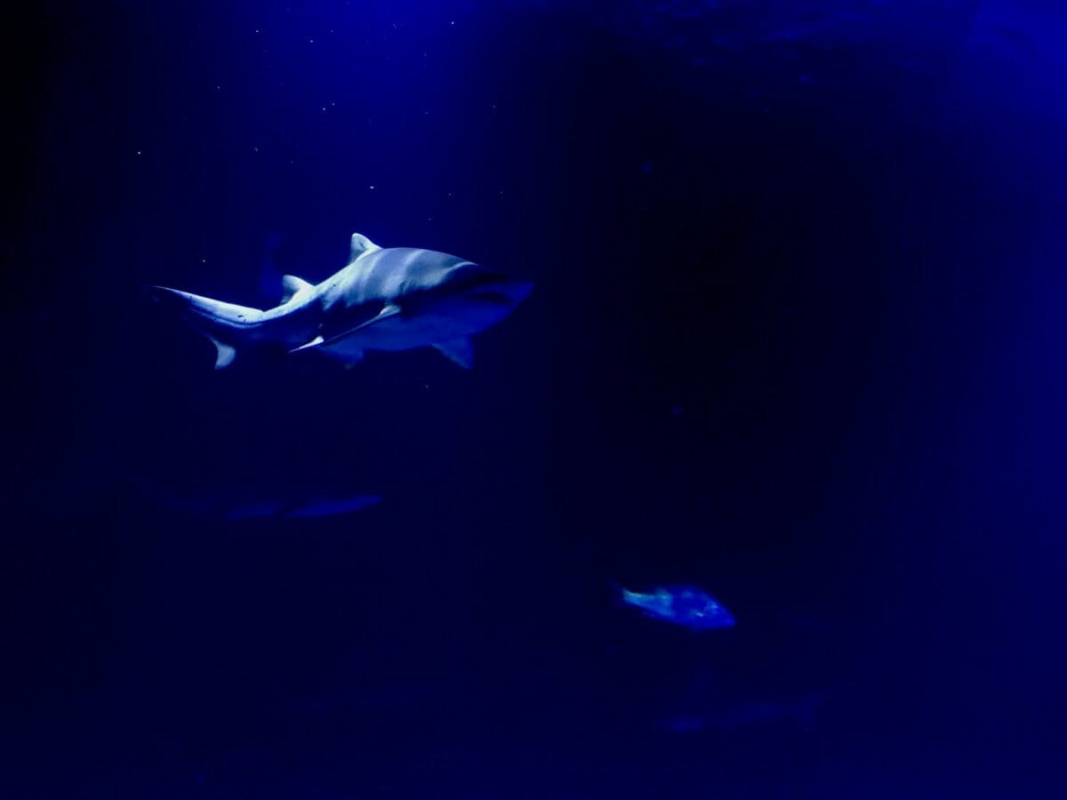 A large white shark swimming under a blue light