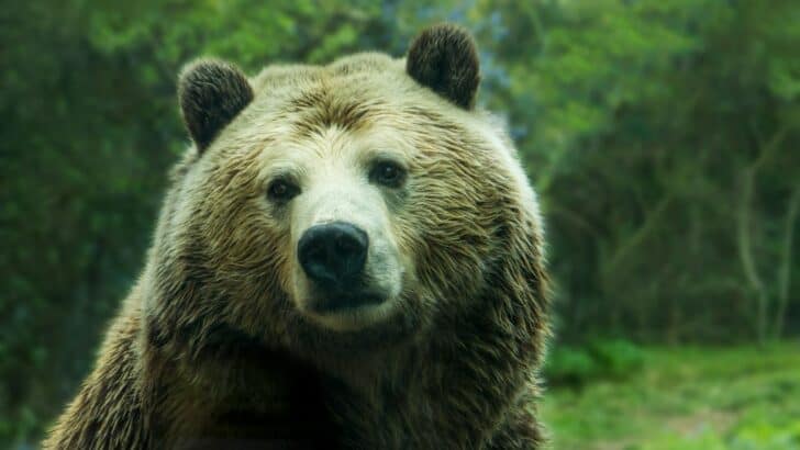 9 Animals That Hibernate in the Most Fascinating Ways