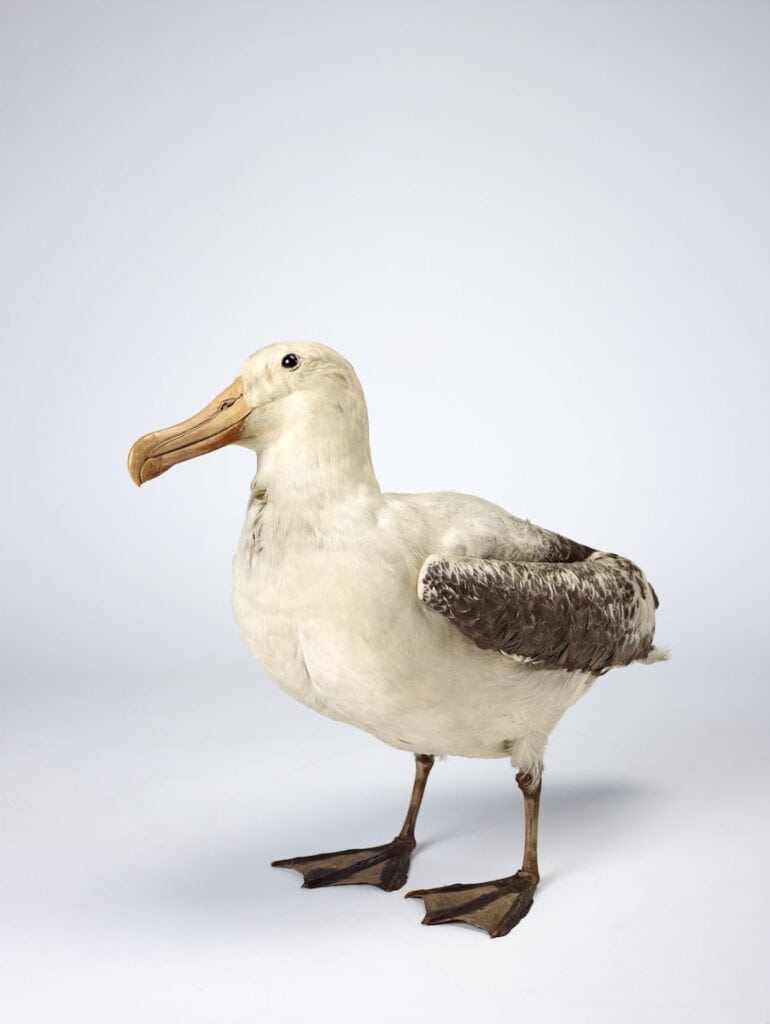 a bird with a long beak standing on a white surface