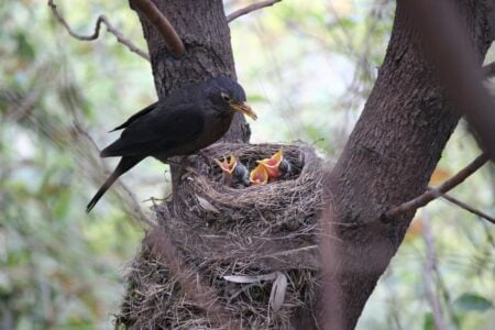 How Heatwaves Affect Birds and Their Nesting Habits
