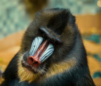Why Mandrills Are Often Mistaken for Baboons