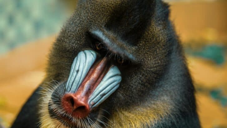 Why Mandrills Are Often Mistaken for Baboons