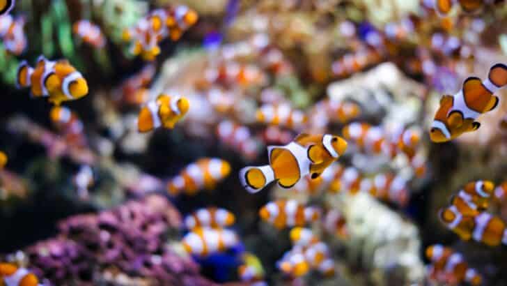 The Unique Gender-Shifting Mating Strategy of Clownfish