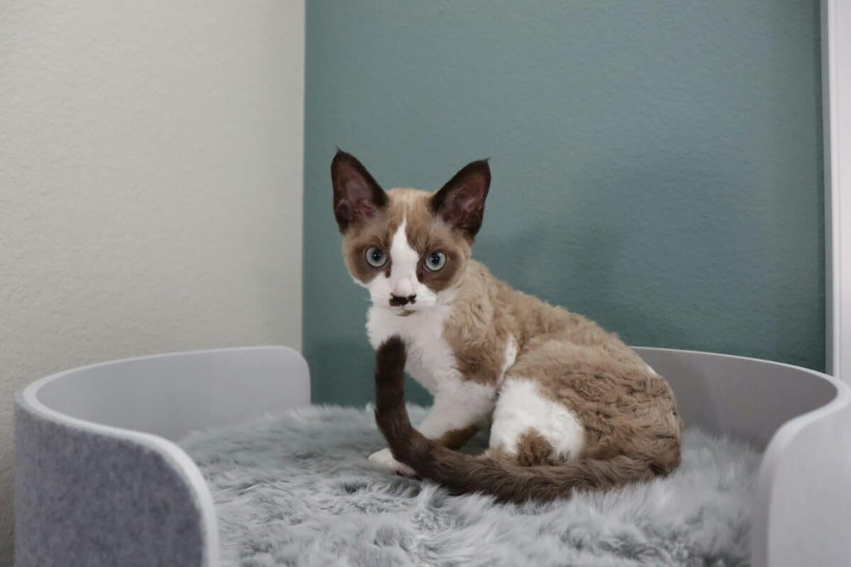 A cat sitting on top of a cat bed