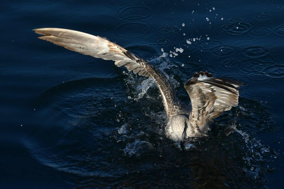 Bird Diving for Food