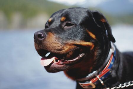 18 Dog Breeds with the Strength to Face Any Challenge