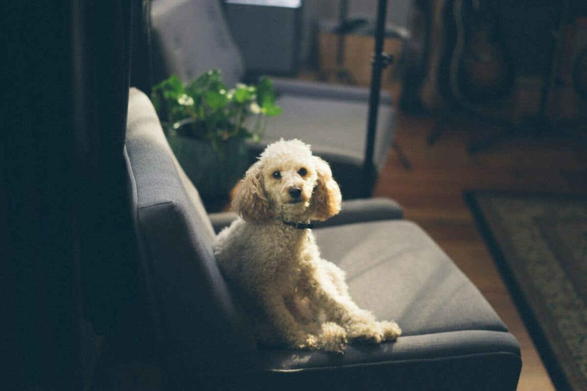Dog on the sofa