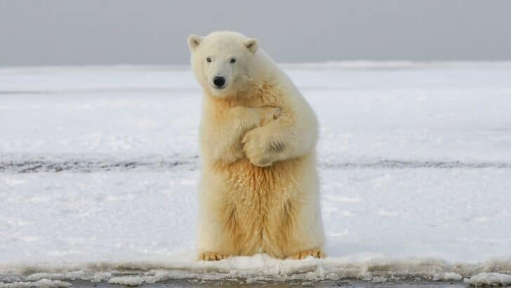 24 Animals That Look Cute But Are Surprisingly Dangerous