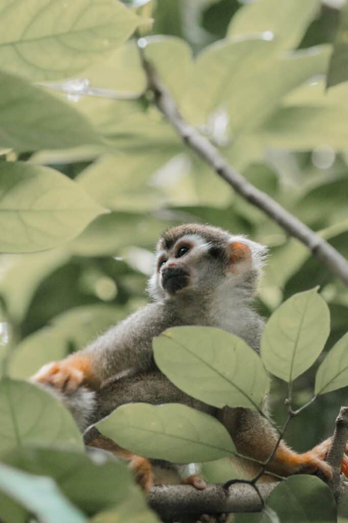 Spider Monkey