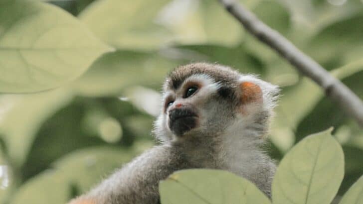 Top 10 Animals and Wildlife in Mexico