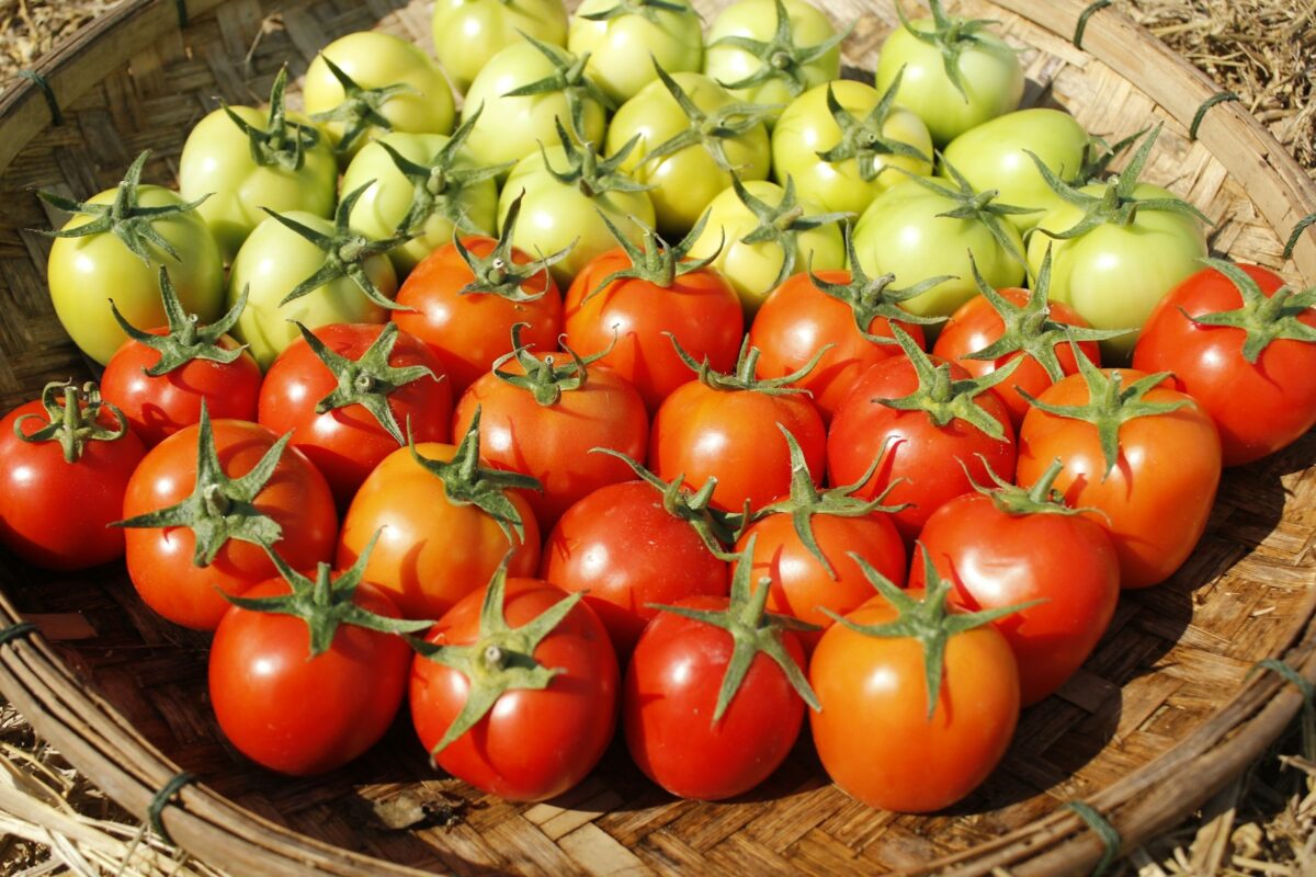 Homegrown Tomatoes