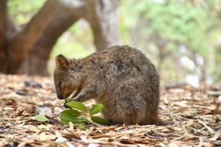 10 Wild Animals Unique to Australia