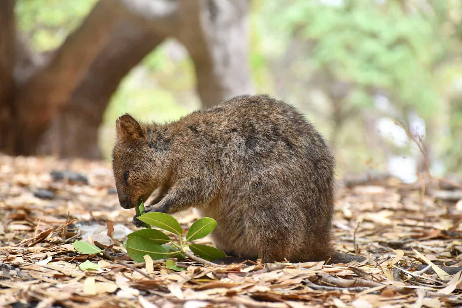 15 animaux et animaux sauvages commençant par Q - Animaux du monde entier