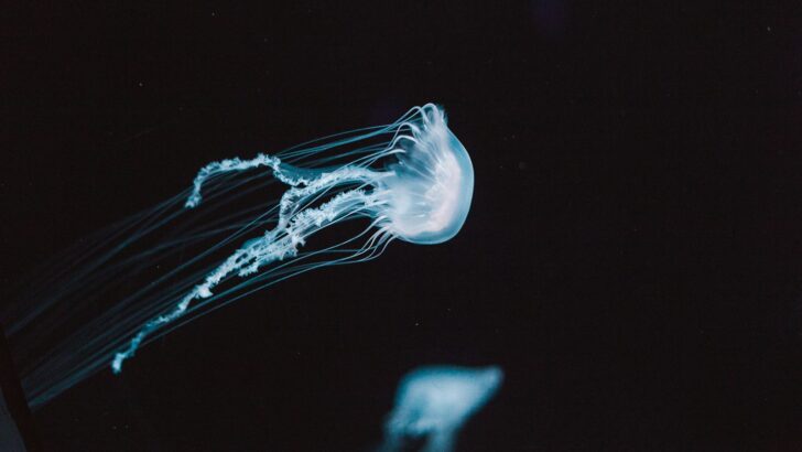 This Jellyfish Could Unlock Secrets of Immortality