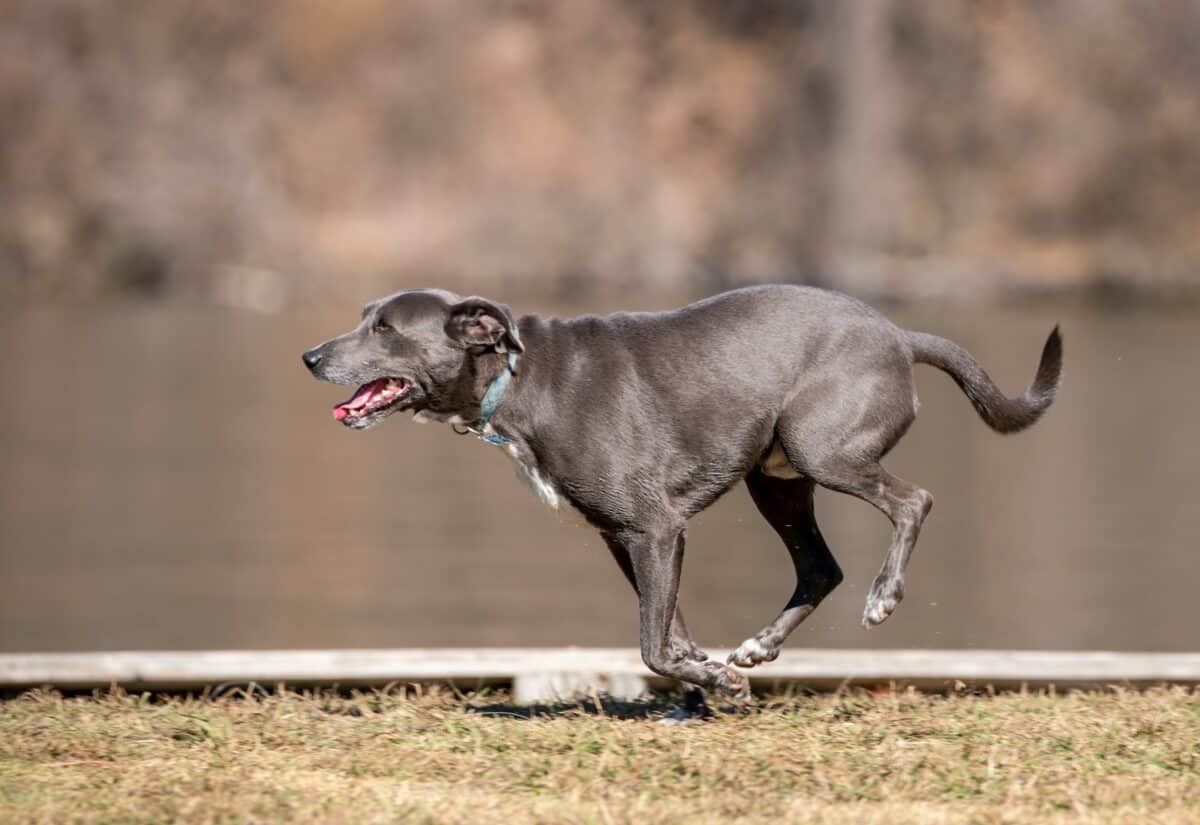 running dog
