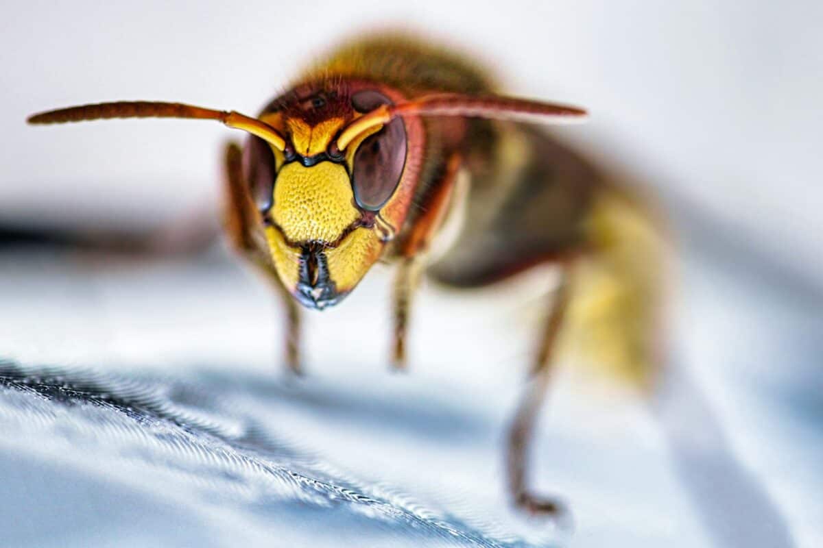 Hornet