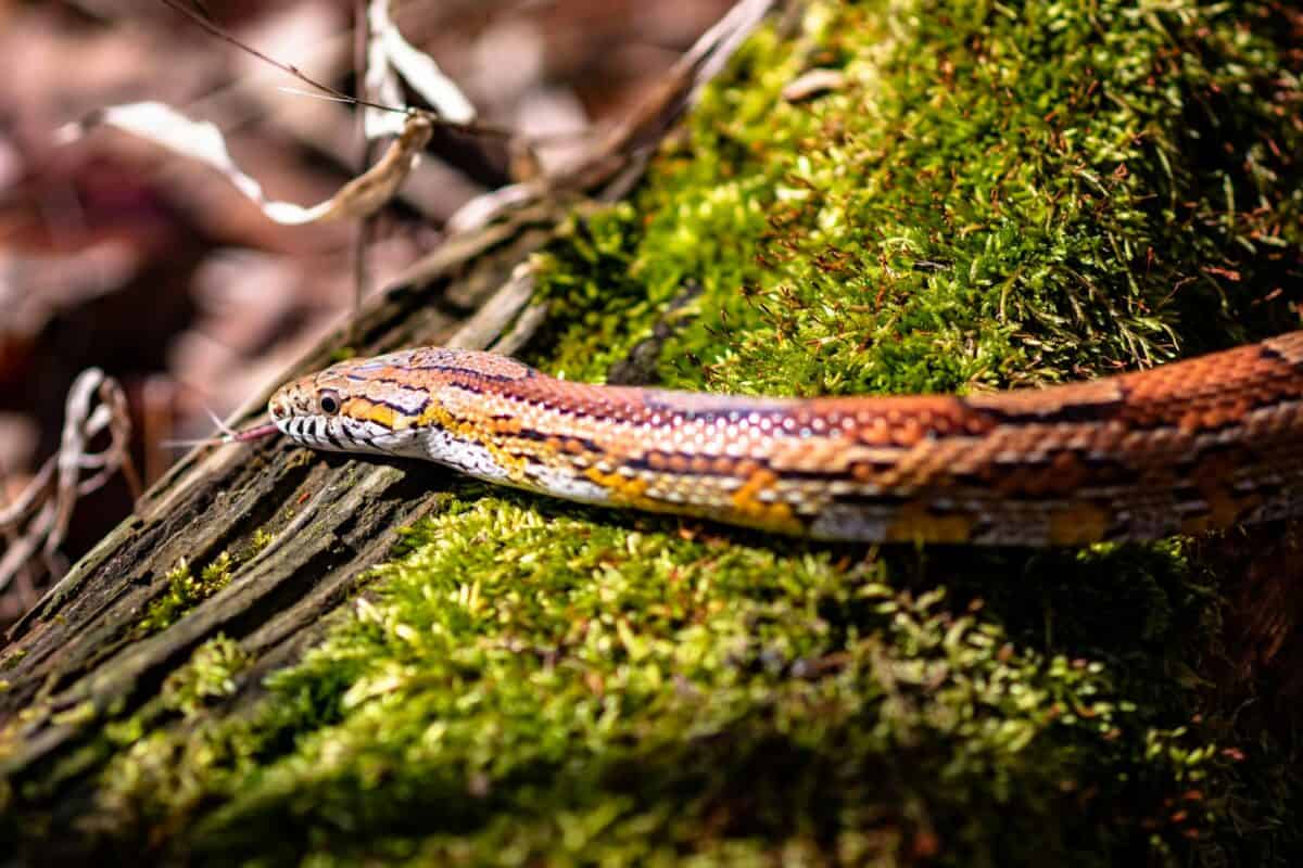 gros plan d'un serpent brun