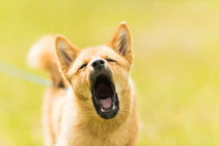 Why Some Dog Breeds Are More Vocal Than Others