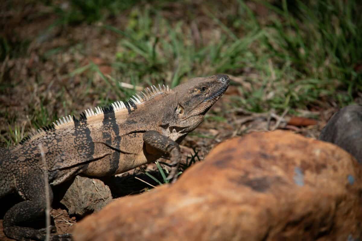 a large lizard sitting on top of a pile of rocks