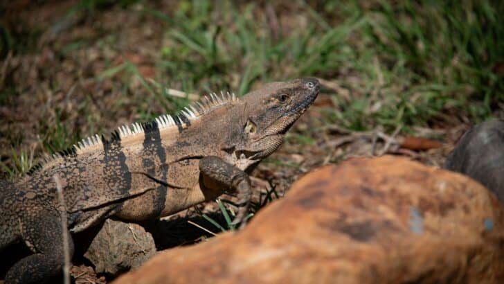 25 Weirdest Animal Adaptations That Help Them Survive