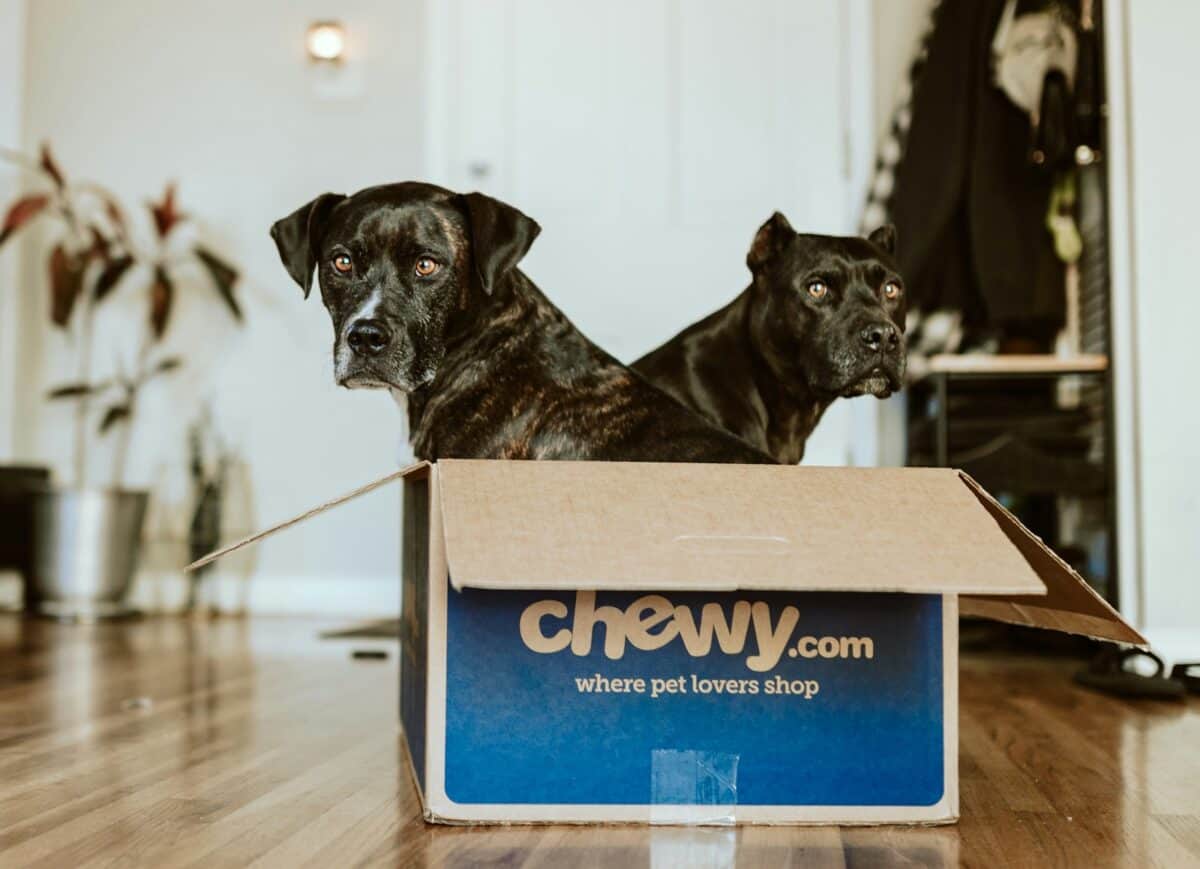 2 Dogs in a Box