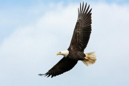 The Surprising State That Now Home to More Bald Eagles Than Alaska