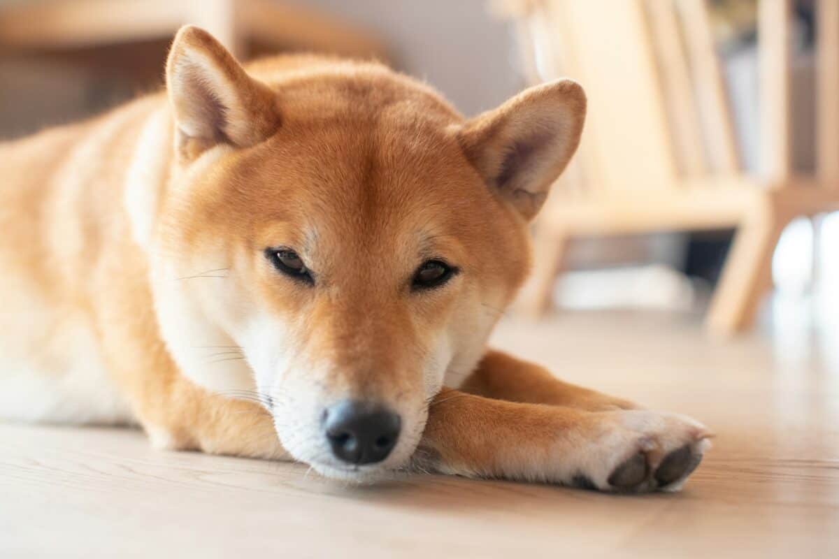 Akita