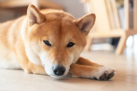 12 Dog Breeds That Do not Bark (Much)