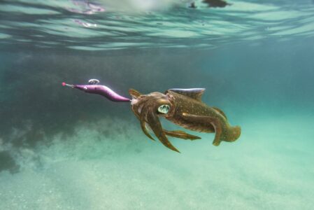 The Giant Squid A Mysterious Colossal Sea Creature