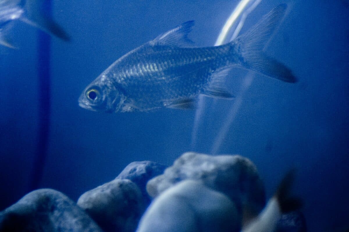 fish in water