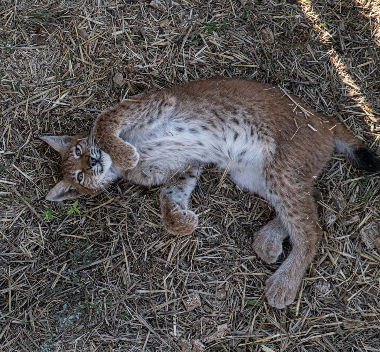 Lynx