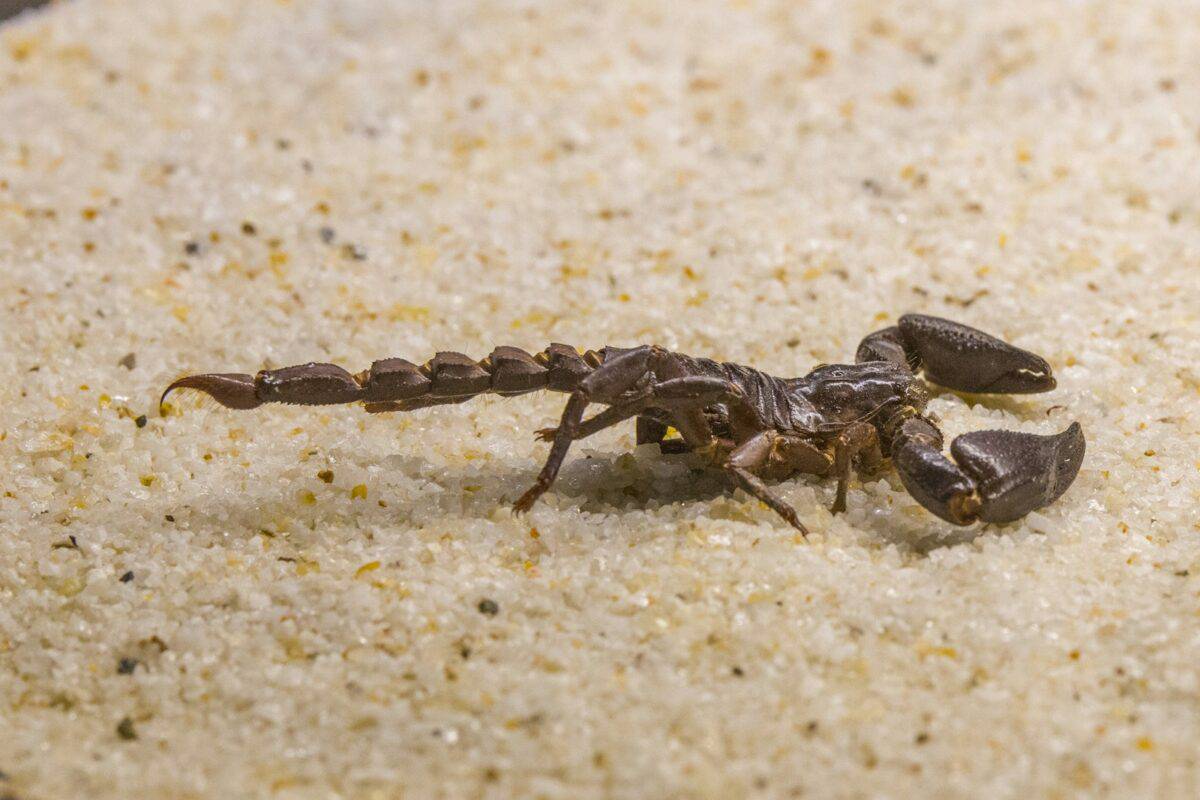 Striped Bark Scorpion