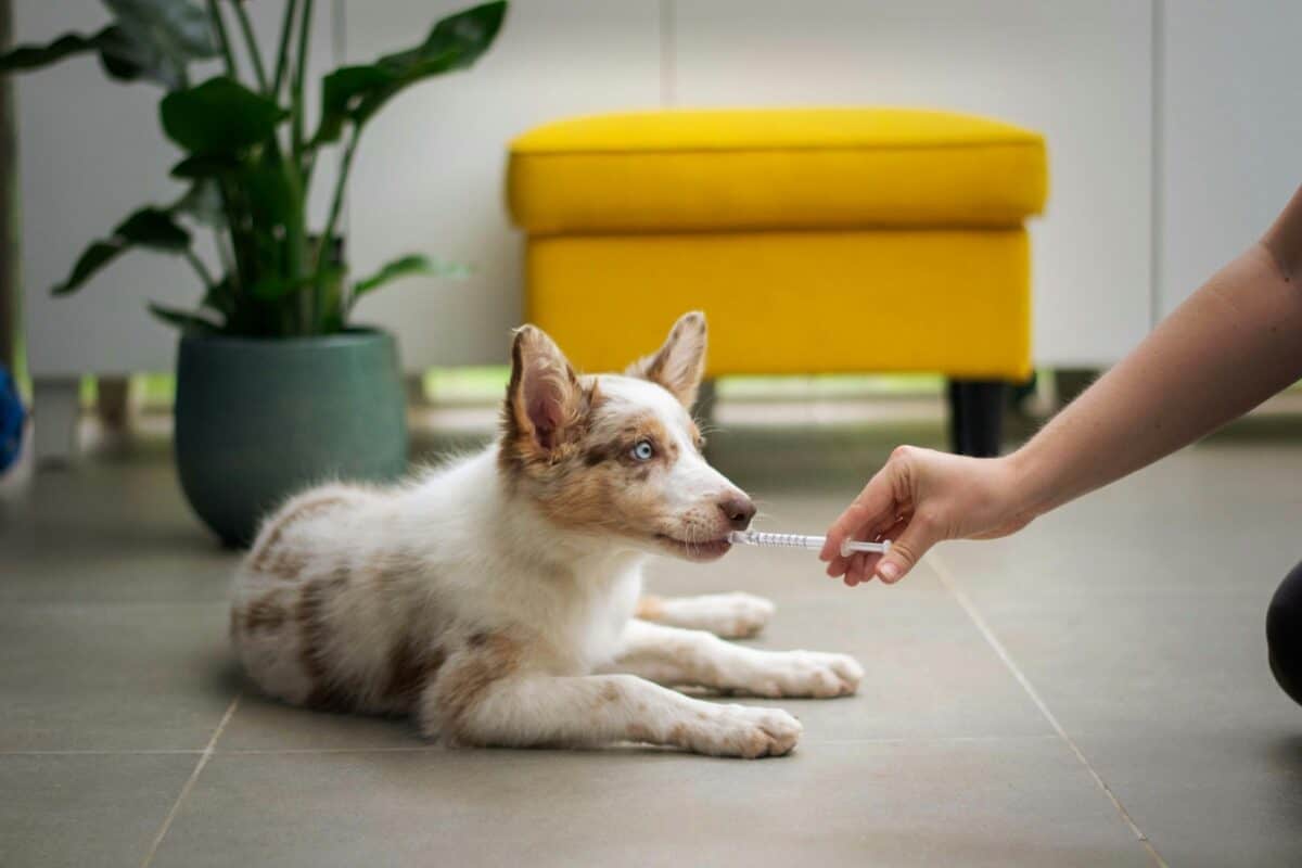 Dog Getting Medication