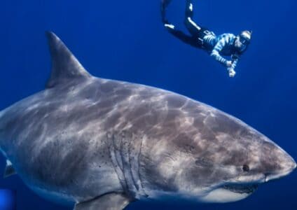 Was This The Largest Great White Shark Ever Seen in U.S. Waters?