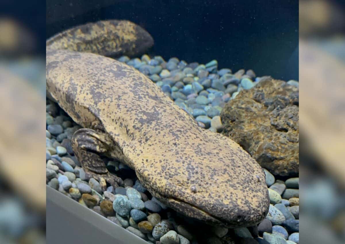 chinese giant salamander