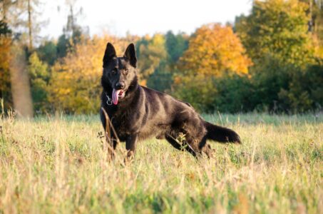 10 Dog Breeds That Are Stronger Than They Look
