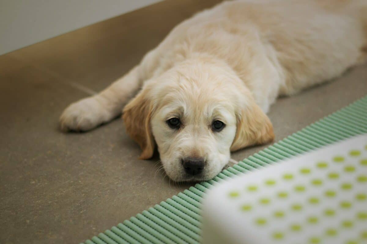 golden retriever puppy lying on green and white polka dot textile